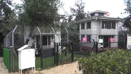 Bu Kediler Villalarda Sobanın Başında Kışın Tadını Çıkarıyor