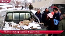 Köylülerin yakaladığı kurt tekrar doğaya bırakıldı