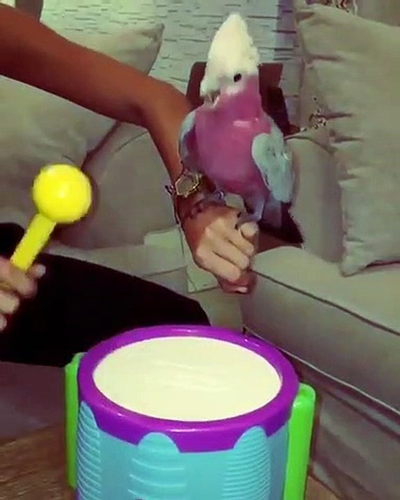 Drum Playing Galah