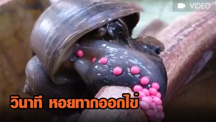 วินาที หอยทากออกไข่ เคยเห็นกันไหม