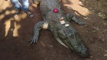 130-years-old crocodile dies in Chhattisgarh, 500 people attend last rites