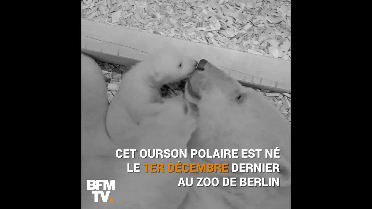 Il a ouvert ses yeux pour la première fois  Le petit ours polaire du zoo de Berlin se très porte bien