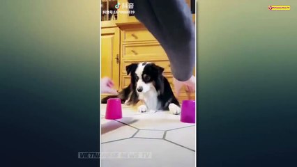 Tik Tok Animals - Funny Video Tik Tok ANIMALS COMPILATION