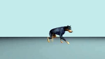 3D Animation Animals Walk Cycle