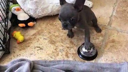 Un chien fait joujou avec une sonnette