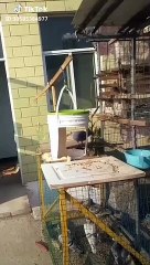 Cet homme installe un piège à pigeons ingénieux devant chez lui _