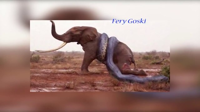 Wild Animal Attacks ! Amazing Wild Animals Attacks ! Craziest Animal Fights Caught On Camera !