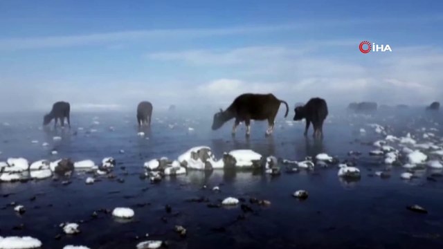 Dondurucu soğukta mandaların taze ot keyfi