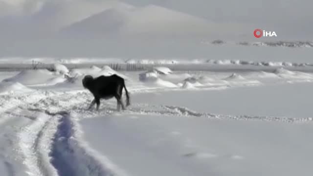Dondurucu Soğukta Mandaların Taze Ot Keyfi