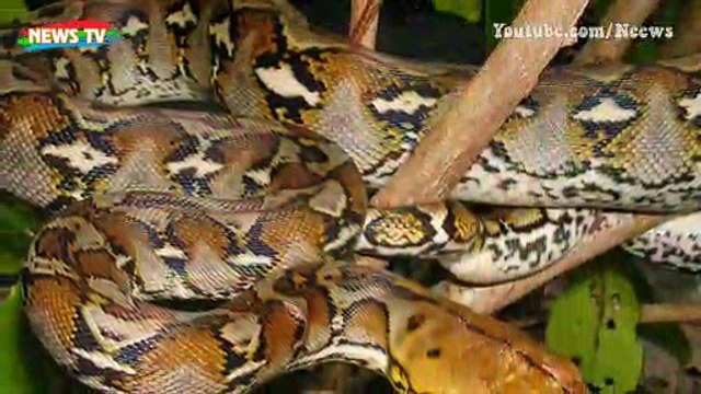 Loài rắn khổng lồ có tên Nưa 9 lỗ mũi với độc tố nguy hiểm