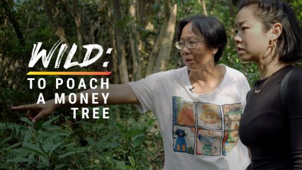 A Prized Wood Worth More Than Gold Is Being Illegally Poached in Hong Kong