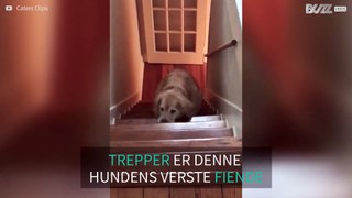 Hund har vanskeligheter med å gå i trappen