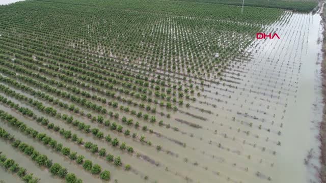 Adana'da Tarım Arazileri ve Narenciye Bahçeleri Su Altında Kaldı
