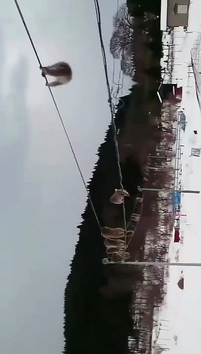 Découvrez cette vidéo de singes funambules en file indienne sur un câble électrique qui enflamme Twitter