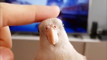 Funny Parrots and Cute Birds Compilation #95 - 2018