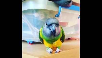 Funny Parrots and Cute Birds Compilation #98 - 2018