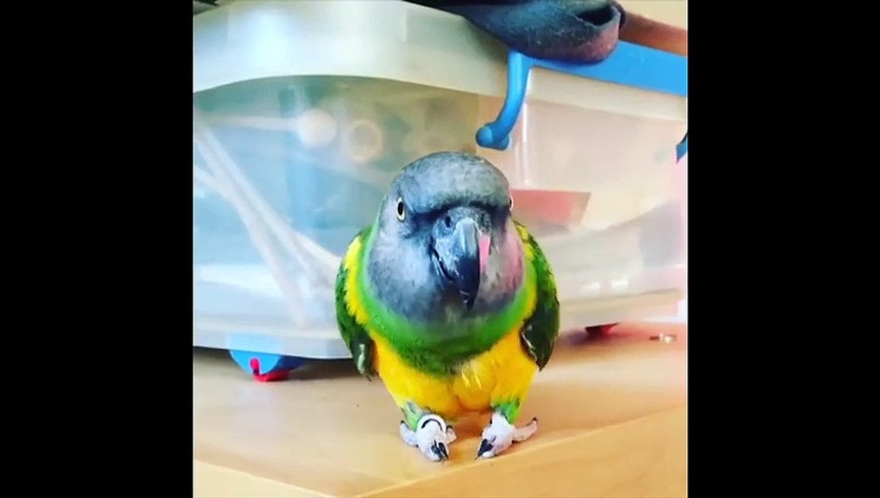 Funny Parrots and Cute Birds Compilation #98 - 2018