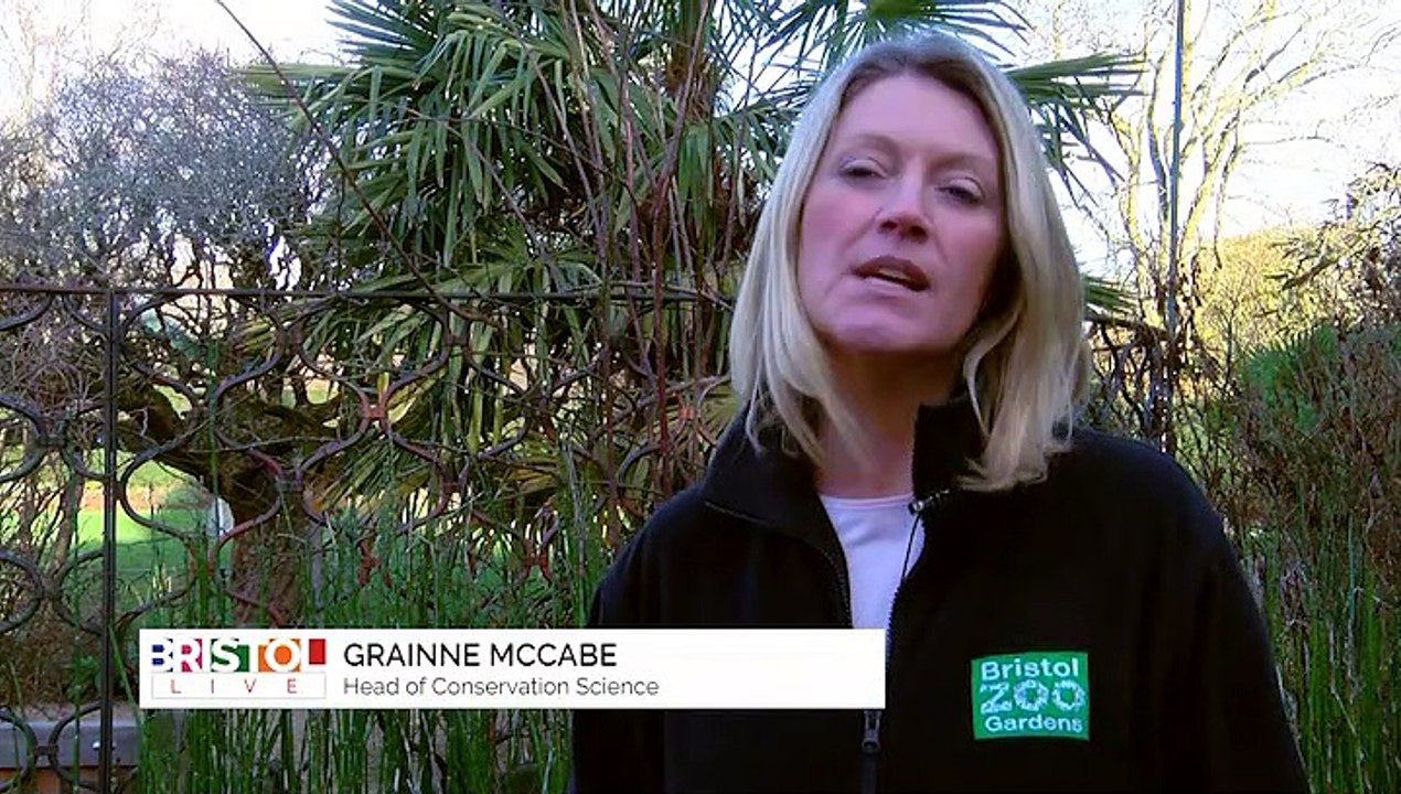 The Gorilla's At Bristol Zoo Gardens!