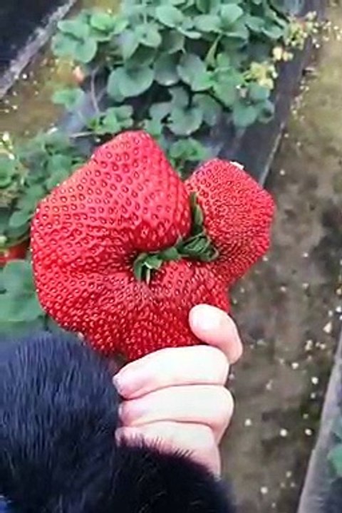 A Giant Strawberry