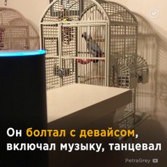 Попугай шопится на Амазоне