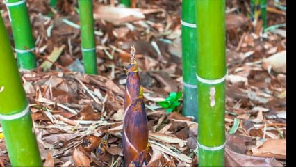 Bamboo Sprouts/Bamboo shoot-  Edible Shoots