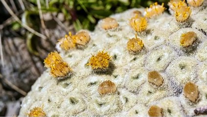 Flowering Plants Haastia