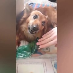 Funny Cute Animals  Animal Kingdom Videos