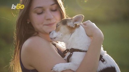 Pet Owners Set New Year's Resolutions for Their Furry Friends, Too