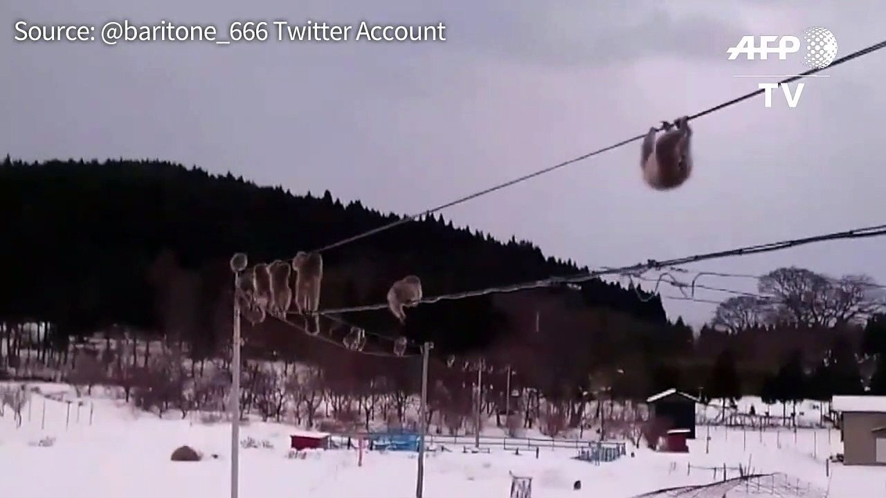 Monkeying about: Japan macaques on high-wire st...