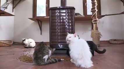 حیوانات خیابانی ترکیه زمستان را در سرپناههای گرم سپری می‌کنند