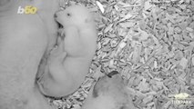 Watching This Adorable Polar Bear Cub Open Its Eyes For The First Time Is What You Need Today