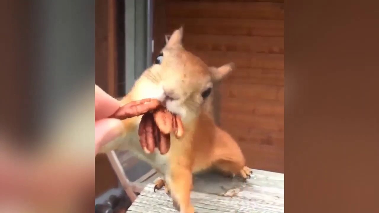 Un écureuil essaye d'embarquer toutes les noix !