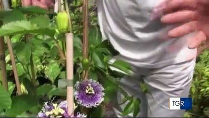 Metalli pesanti nelle piogge e aumento di tumori, è mistero in Puglia