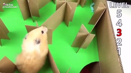 Un hamster traverse un labyrinthe à cinq niveaux très facilement