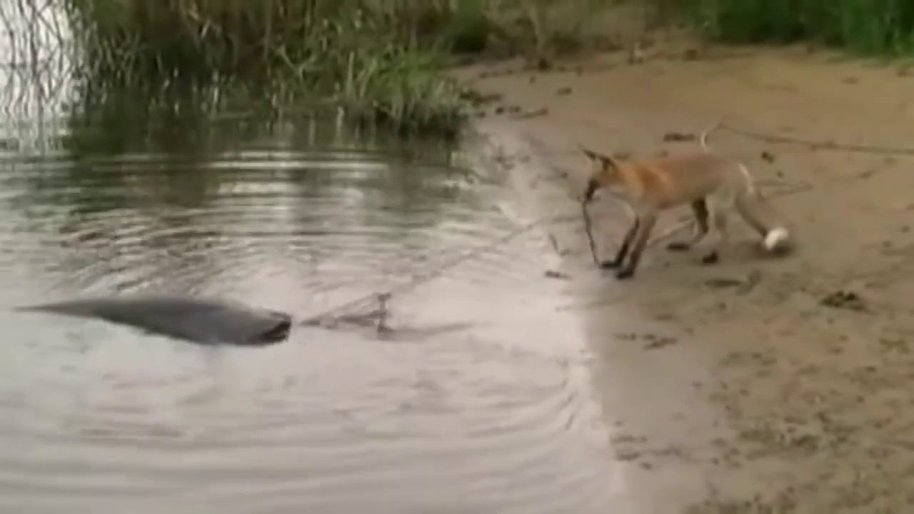 Un renard peche un silure énorme... Tir à la corde