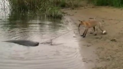 Un renard peche un silure énorme... Tir à la corde