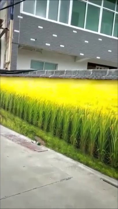 Regardez ce magnifique champ de blé en pleine ville... Nature parfaite