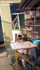 Il invente un piège à pigeons incroyable et très efficace