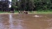 Un éléphant se jette à l'eau pour sauver un homme qui se noie