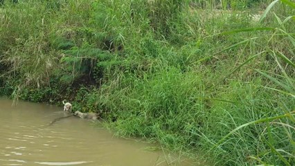 2 petits chiens poursuivent un énorme python dans l'eau... pas peureux