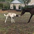 Best Friends Having Fun on the Farm