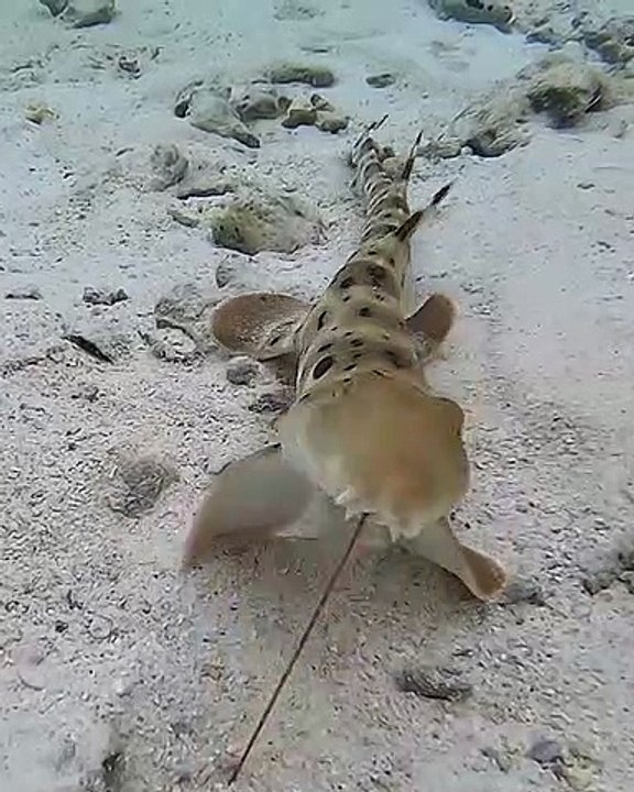 Walking Shark Wants a Snack