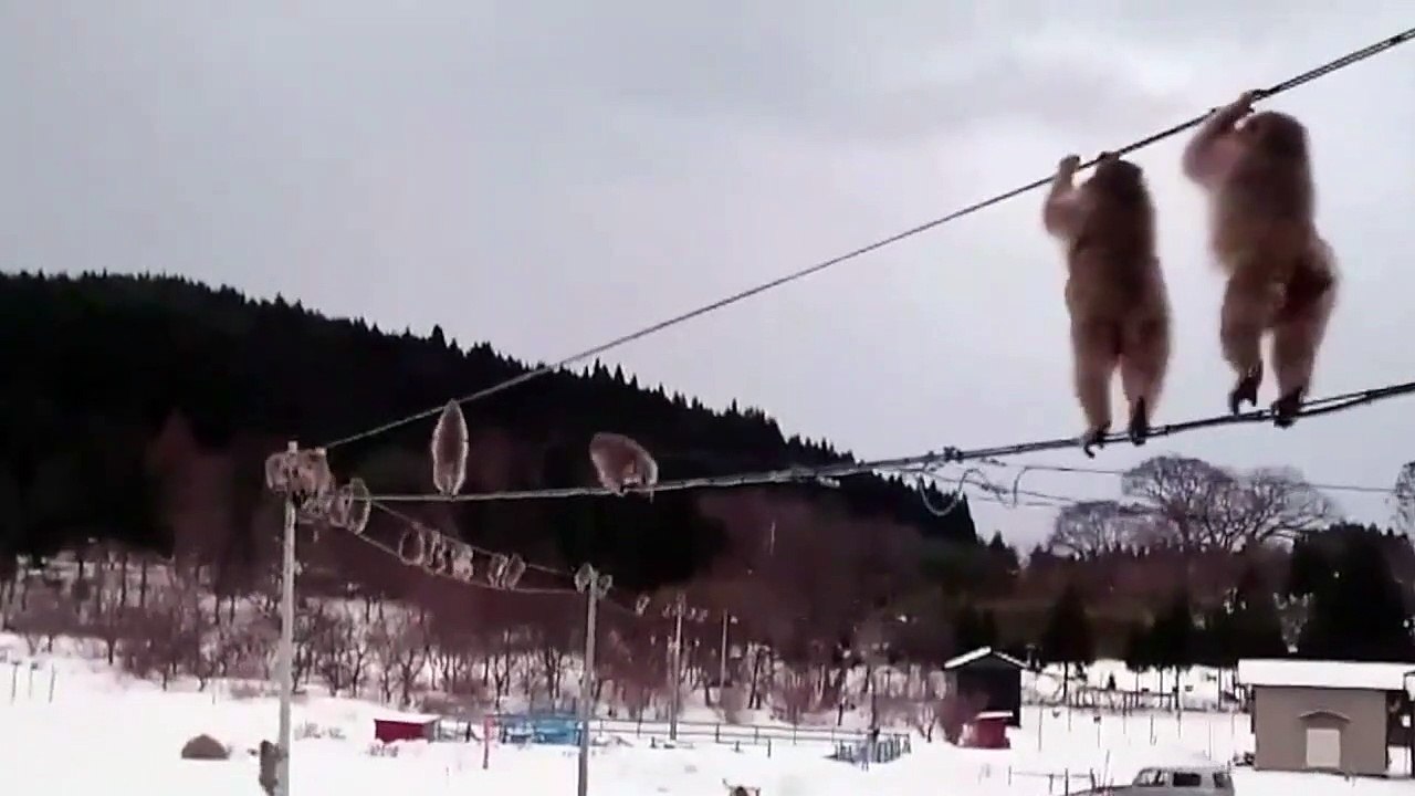 Monos equilibristas