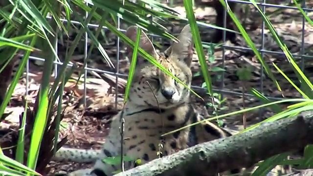 Big Cat Rescue - Pet Serval Rescued