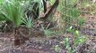 Big Cat Rescue- Pet African Serval Rescued