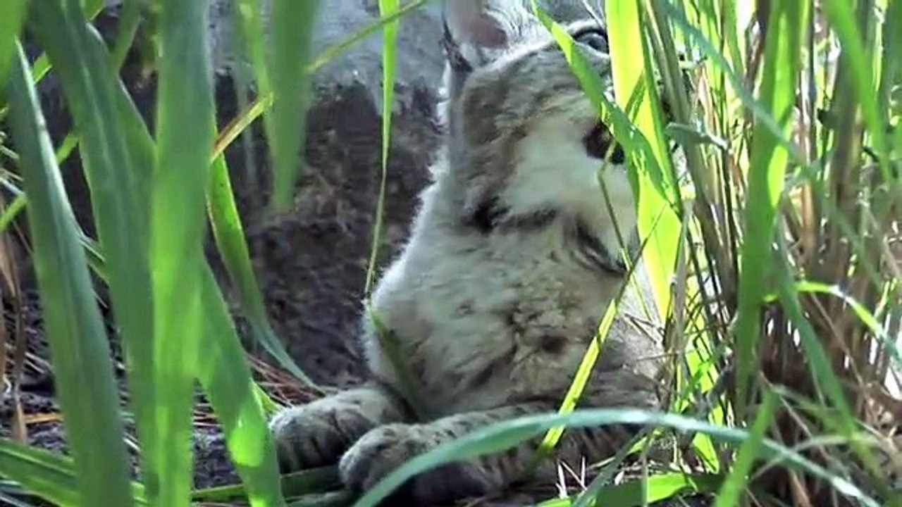 Big Cat Rescue - MAX Rescued Pet Bobcat