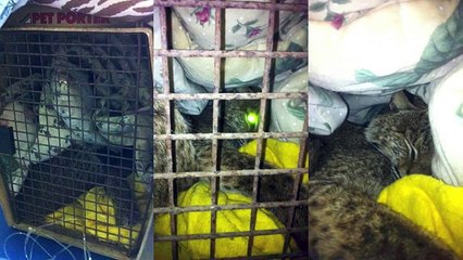 Big Cat  Rescue - Skip The Bobcat