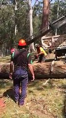 Tree removal Northern beaches