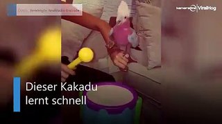 Trommelnder Kakadu: Dieser Vogel ist ein Schlagzeuger