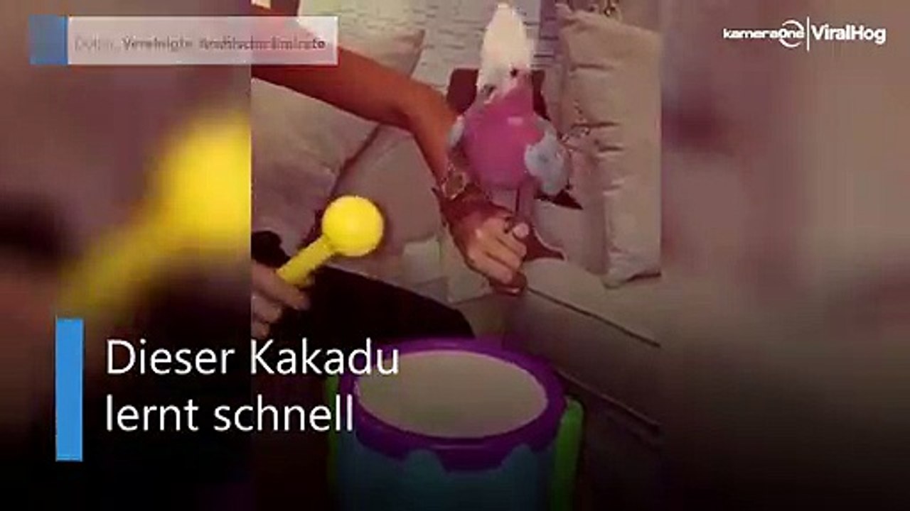 Trommelnder kakadu: dieser vogel ist ein schlagzeuger